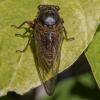 Tibicina haematodes